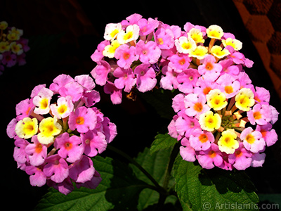 Lantana camara -bush lantana- flower. <i>(Family: Verbenaceae, Species: Lantana camara)</i> <br>Photo Date: June 2006, Location: Turkey/Istanbul-Mother`s Flowers, By: Artislamic.com