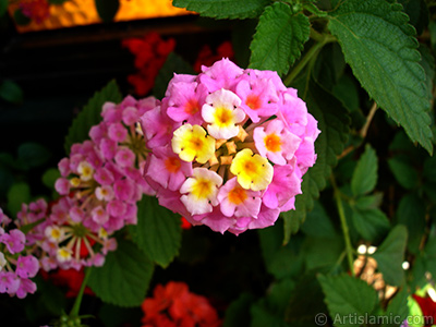 Lantana camara -bush lantana- flower. <i>(Family: Verbenaceae, Species: Lantana camara)</i> <br>Photo Date: June 2006, Location: Turkey/Istanbul-Mother`s Flowers, By: Artislamic.com