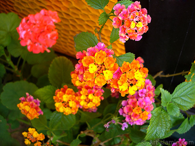 Lantana camara -bush lantana- flower. <i>(Family: Verbenaceae, Species: Lantana camara)</i> <br>Photo Date: June 2006, Location: Turkey/Istanbul-Mother`s Flowers, By: Artislamic.com