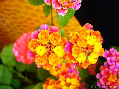 Lantana camara -bush lantana- flower. <i>(Family: Verbenaceae, Species: Lantana camara)</i> <br>Photo Date: June 2006, Location: Turkey/Istanbul-Mother`s Flowers, By: Artislamic.com