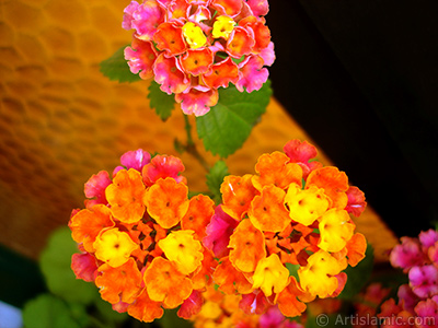 Aa minesi iei resmi. <i>(Ailesi: Verbenaceae, Tr: Lantana camara)</i> <br>ekim Tarihi: Haziran 2006, Yer: stanbul-Annemin iekleri, Fotoraf: islamiSanat.net