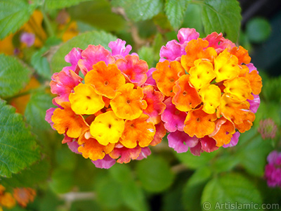 Lantana camara -bush lantana- flower. <i>(Family: Verbenaceae, Species: Lantana camara)</i> <br>Photo Date: June 2006, Location: Turkey/Istanbul-Mother`s Flowers, By: Artislamic.com