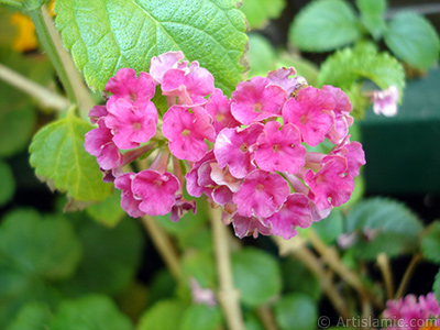 Lantana camara -bush lantana- flower. <i>(Family: Verbenaceae, Species: Lantana camara)</i> <br>Photo Date: June 2006, Location: Turkey/Istanbul-Mother`s Flowers, By: Artislamic.com