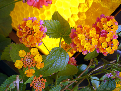 Lantana camara -bush lantana- flower. <i>(Family: Verbenaceae, Species: Lantana camara)</i> <br>Photo Date: June 2006, Location: Turkey/Istanbul-Mother`s Flowers, By: Artislamic.com