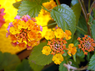 Lantana camara -bush lantana- flower. <i>(Family: Verbenaceae, Species: Lantana camara)</i> <br>Photo Date: June 2006, Location: Turkey/Istanbul-Mother`s Flowers, By: Artislamic.com