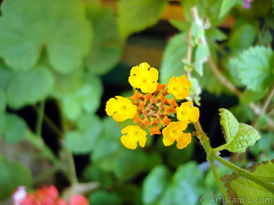 Lantana camara -bush lantana- flower. <i>(Family: Verbenaceae, Species: Lantana camara)</i> <br>Photo Date: June 2006, Location: Turkey/Istanbul-Mother`s Flowers, By: Artislamic.com