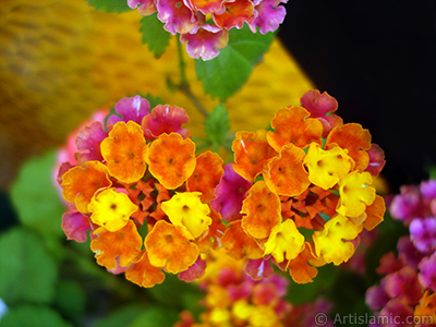 Lantana camara -bush lantana- flower. <i>(Family: Verbenaceae, Species: Lantana camara)</i> <br>Photo Date: June 2006, Location: Turkey/Istanbul-Mother`s Flowers, By: Artislamic.com