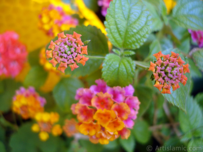 Aa minesi iei resmi. <i>(Ailesi: Verbenaceae, Tr: Lantana camara)</i> <br>ekim Tarihi: Haziran 2006, Yer: stanbul-Annemin iekleri, Fotoraf: islamiSanat.net