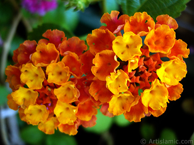 Lantana camara -bush lantana- flower. <i>(Family: Verbenaceae, Species: Lantana camara)</i> <br>Photo Date: June 2006, Location: Turkey/Istanbul-Mother`s Flowers, By: Artislamic.com