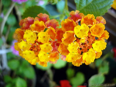 Lantana camara -bush lantana- flower. <i>(Family: Verbenaceae, Species: Lantana camara)</i> <br>Photo Date: June 2006, Location: Turkey/Istanbul-Mother`s Flowers, By: Artislamic.com