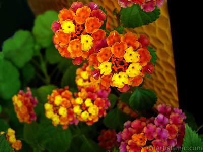 Lantana camara -bush lantana- flower. <i>(Family: Verbenaceae, Species: Lantana camara)</i> <br>Photo Date: June 2006, Location: Turkey/Istanbul-Mother`s Flowers, By: Artislamic.com