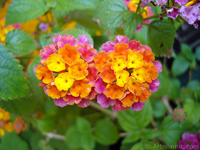 Lantana camara -bush lantana- flower. <i>(Family: Verbenaceae, Species: Lantana camara)</i> <br>Photo Date: June 2006, Location: Turkey/Istanbul-Mother`s Flowers, By: Artislamic.com