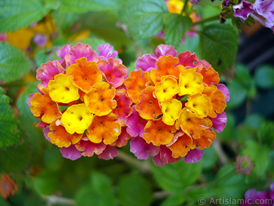 Lantana camara -bush lantana- flower. <i>(Family: Verbenaceae, Species: Lantana camara)</i> <br>Photo Date: June 2006, Location: Turkey/Istanbul-Mother`s Flowers, By: Artislamic.com