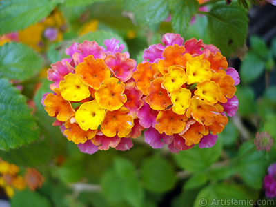 Lantana camara -bush lantana- flower. <i>(Family: Verbenaceae, Species: Lantana camara)</i> <br>Photo Date: June 2006, Location: Turkey/Istanbul-Mother`s Flowers, By: Artislamic.com