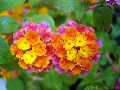 Lantana camara -bush lantana- flower. <i>(Family: Verbenaceae, Species: Lantana camara)</i> <br>Photo Date: June 2006, Location: Turkey/Istanbul-Mother`s Flowers, By: Artislamic.com