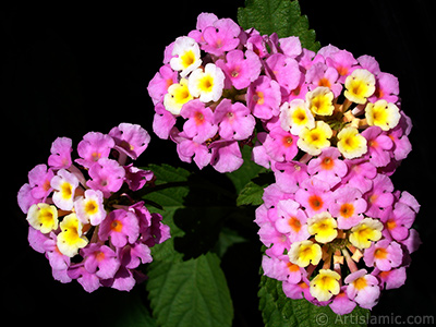 Lantana camara -bush lantana- flower. <i>(Family: Verbenaceae, Species: Lantana camara)</i> <br>Photo Date: June 2006, Location: Turkey/Istanbul-Mother`s Flowers, By: Artislamic.com