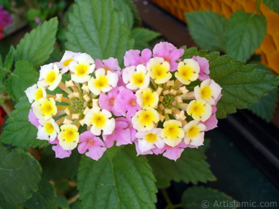 Lantana camara -bush lantana- flower. <i>(Family: Verbenaceae, Species: Lantana camara)</i> <br>Photo Date: June 2006, Location: Turkey/Istanbul-Mother`s Flowers, By: Artislamic.com