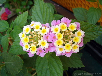 Lantana camara -bush lantana- flower. <i>(Family: Verbenaceae, Species: Lantana camara)</i> <br>Photo Date: June 2006, Location: Turkey/Istanbul-Mother`s Flowers, By: Artislamic.com