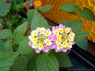 Aa minesi iei resmi. <i>(Ailesi: Verbenaceae, Tr: Lantana camara)</i> <br>ekim Tarihi: Haziran 2006, Yer: stanbul-Annemin iekleri, Fotoraf: islamiSanat.net