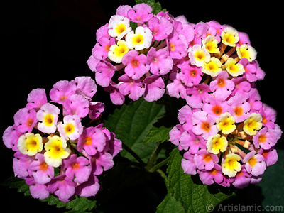 Lantana camara -bush lantana- flower. <i>(Family: Verbenaceae, Species: Lantana camara)</i> <br>Photo Date: June 2006, Location: Turkey/Istanbul-Mother`s Flowers, By: Artislamic.com