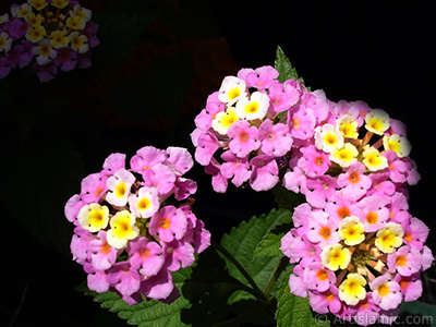 Lantana camara -bush lantana- flower. <i>(Family: Verbenaceae, Species: Lantana camara)</i> <br>Photo Date: June 2006, Location: Turkey/Istanbul-Mother`s Flowers, By: Artislamic.com