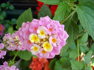 Lantana camara -bush lantana- flower. <i>(Family: Verbenaceae, Species: Lantana camara)</i> <br>Photo Date: June 2006, Location: Turkey/Istanbul-Mother`s Flowers, By: Artislamic.com