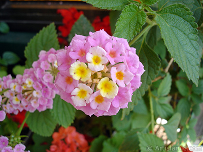 Lantana camara -bush lantana- flower. <i>(Family: Verbenaceae, Species: Lantana camara)</i> <br>Photo Date: June 2006, Location: Turkey/Istanbul-Mother`s Flowers, By: Artislamic.com