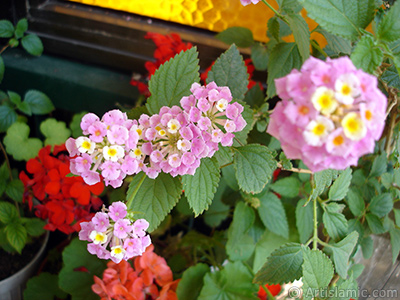 Lantana camara -bush lantana- flower. <i>(Family: Verbenaceae, Species: Lantana camara)</i> <br>Photo Date: June 2006, Location: Turkey/Istanbul-Mother`s Flowers, By: Artislamic.com