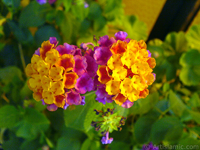 Lantana camara -bush lantana- flower. <i>(Family: Verbenaceae, Species: Lantana camara)</i> <br>Photo Date: September 2007, Location: Turkey/Istanbul-Mother`s Flowers, By: Artislamic.com