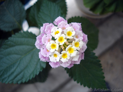 Lantana camara -bush lantana- flower. <i>(Family: Verbenaceae, Species: Lantana camara)</i> <br>Photo Date: July 2006, Location: Turkey/Istanbul, By: Artislamic.com