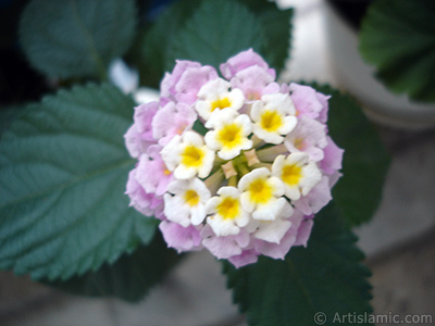 Lantana camara -bush lantana- flower. <i>(Family: Verbenaceae, Species: Lantana camara)</i> <br>Photo Date: July 2006, Location: Turkey/Istanbul, By: Artislamic.com