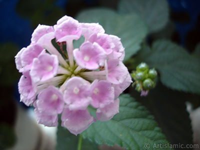 Lantana camara -bush lantana- flower. <i>(Family: Verbenaceae, Species: Lantana camara)</i> <br>Photo Date: July 2006, Location: Turkey/Istanbul, By: Artislamic.com