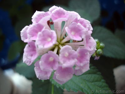 Lantana camara -bush lantana- flower. <i>(Family: Verbenaceae, Species: Lantana camara)</i> <br>Photo Date: July 2006, Location: Turkey/Istanbul, By: Artislamic.com