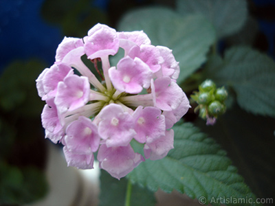 Lantana camara -bush lantana- flower. <i>(Family: Verbenaceae, Species: Lantana camara)</i> <br>Photo Date: July 2006, Location: Turkey/Istanbul, By: Artislamic.com