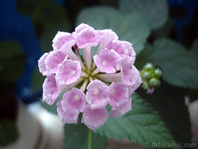 Lantana camara -bush lantana- flower. <i>(Family: Verbenaceae, Species: Lantana camara)</i> <br>Photo Date: July 2006, Location: Turkey/Istanbul, By: Artislamic.com