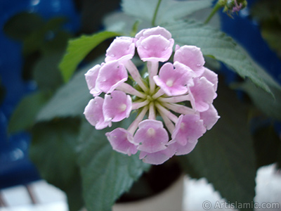 Lantana camara -bush lantana- flower. <i>(Family: Verbenaceae, Species: Lantana camara)</i> <br>Photo Date: July 2006, Location: Turkey/Istanbul, By: Artislamic.com