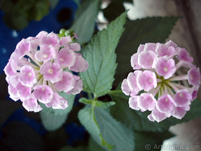 Lantana camara -bush lantana- flower. <i>(Family: Verbenaceae, Species: Lantana camara)</i> <br>Photo Date: July 2006, Location: Turkey/Istanbul, By: Artislamic.com