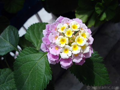 Lantana camara -bush lantana- flower. <i>(Family: Verbenaceae, Species: Lantana camara)</i> <br>Photo Date: July 2006, Location: Turkey/Istanbul, By: Artislamic.com