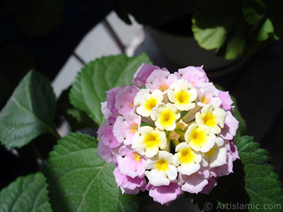 Lantana camara -bush lantana- flower. <i>(Family: Verbenaceae, Species: Lantana camara)</i> <br>Photo Date: July 2006, Location: Turkey/Istanbul, By: Artislamic.com