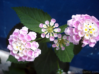 Lantana camara -bush lantana- flower. <i>(Family: Verbenaceae, Species: Lantana camara)</i> <br>Photo Date: July 2006, Location: Turkey/Istanbul, By: Artislamic.com