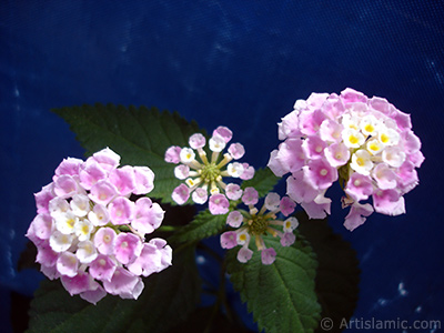 Lantana camara -bush lantana- flower. <i>(Family: Verbenaceae, Species: Lantana camara)</i> <br>Photo Date: July 2006, Location: Turkey/Istanbul, By: Artislamic.com