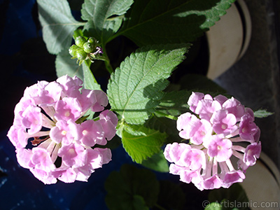 Lantana camara -bush lantana- flower. <i>(Family: Verbenaceae, Species: Lantana camara)</i> <br>Photo Date: July 2006, Location: Turkey/Istanbul, By: Artislamic.com