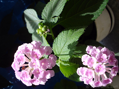 Lantana camara -bush lantana- flower. <i>(Family: Verbenaceae, Species: Lantana camara)</i> <br>Photo Date: July 2006, Location: Turkey/Istanbul, By: Artislamic.com