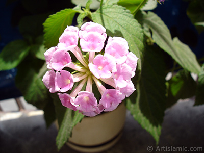 Lantana camara -bush lantana- flower. <i>(Family: Verbenaceae, Species: Lantana camara)</i> <br>Photo Date: July 2006, Location: Turkey/Istanbul, By: Artislamic.com