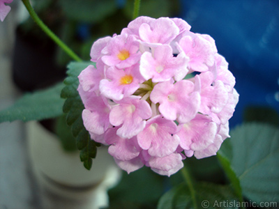 Aa minesi iei resmi. <i>(Ailesi: Verbenaceae, Tr: Lantana camara)</i> <br>ekim Tarihi: Haziran 2006, Yer: stanbul, Fotoraf: islamiSanat.net