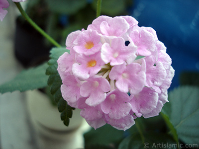 Lantana camara -bush lantana- flower. <i>(Family: Verbenaceae, Species: Lantana camara)</i> <br>Photo Date: June 2006, Location: Turkey/Istanbul, By: Artislamic.com