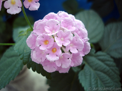 Lantana camara -bush lantana- flower. <i>(Family: Verbenaceae, Species: Lantana camara)</i> <br>Photo Date: June 2006, Location: Turkey/Istanbul, By: Artislamic.com