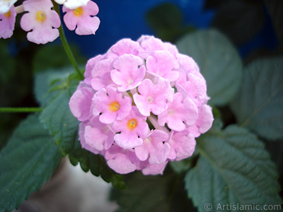 Lantana camara -bush lantana- flower. <i>(Family: Verbenaceae, Species: Lantana camara)</i> <br>Photo Date: June 2006, Location: Turkey/Istanbul, By: Artislamic.com