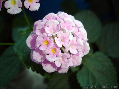 Aa minesi iei resmi. <i>(Ailesi: Verbenaceae, Tr: Lantana camara)</i> <br>ekim Tarihi: Haziran 2006, Yer: stanbul, Fotoraf: islamiSanat.net