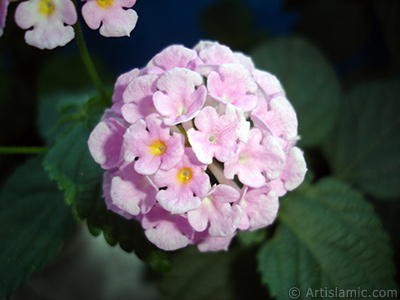 Lantana camara -bush lantana- flower. <i>(Family: Verbenaceae, Species: Lantana camara)</i> <br>Photo Date: June 2006, Location: Turkey/Istanbul, By: Artislamic.com